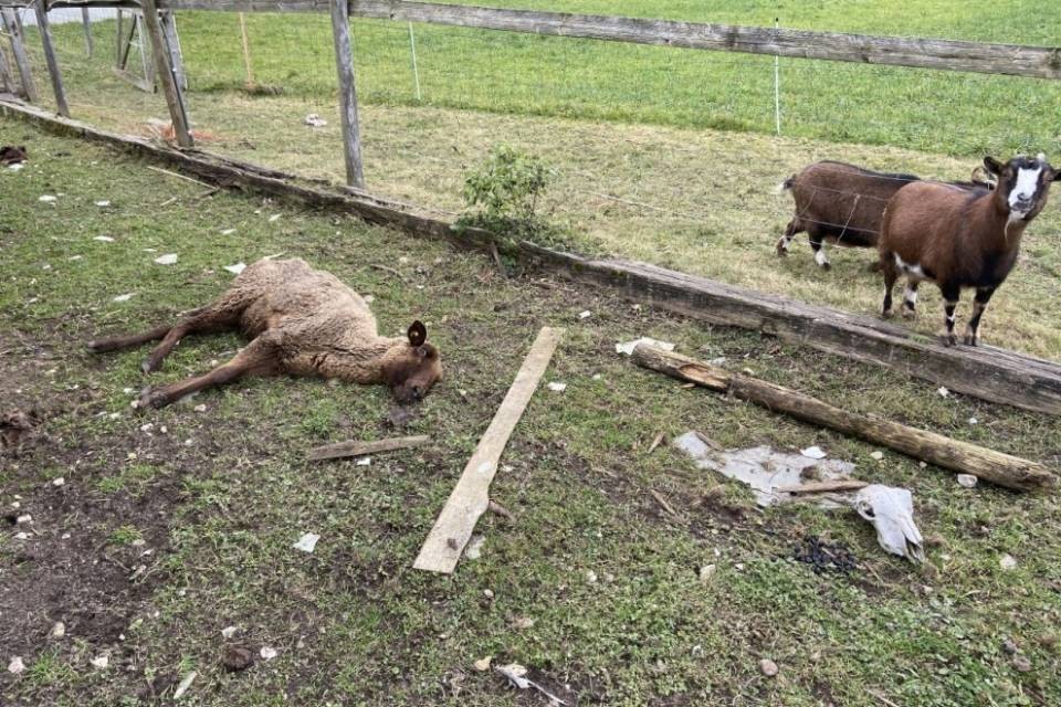 Oftringen: uomo arrestato per maltrattamenti su animali