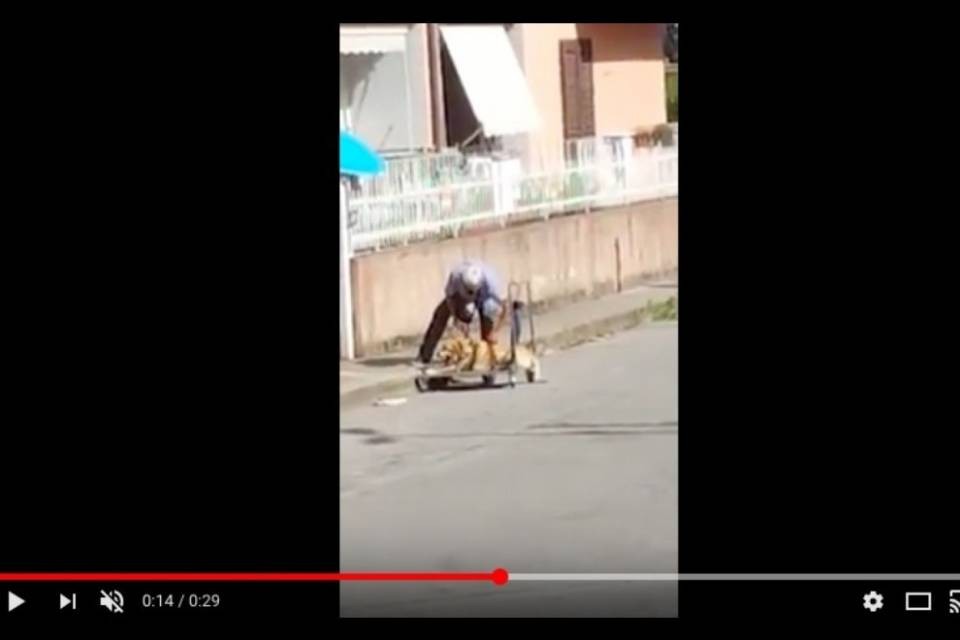 Il cane ha un tumore, il padrone lo porta a spasso con un carrello