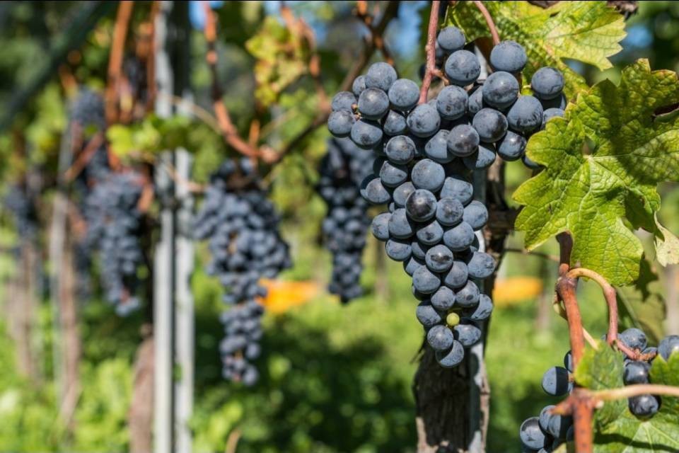 Vendemmia, mai così male dal 1978