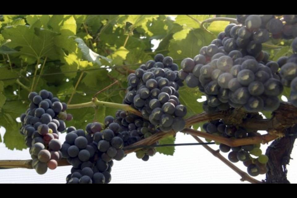 "Vogliamo una moratoria per i vigneti"