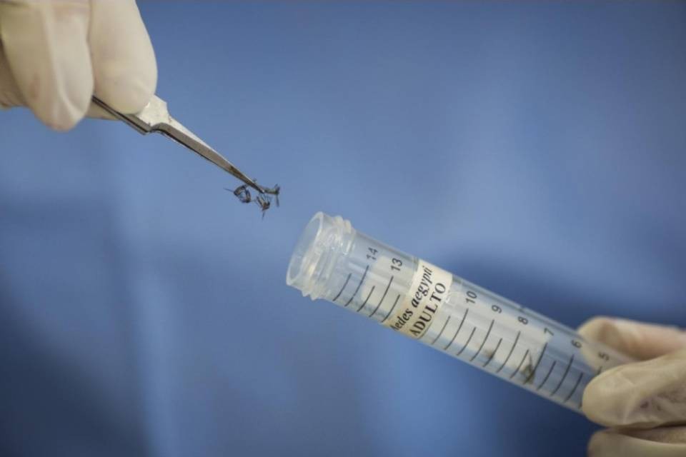 Zika: primo caso in Brianza