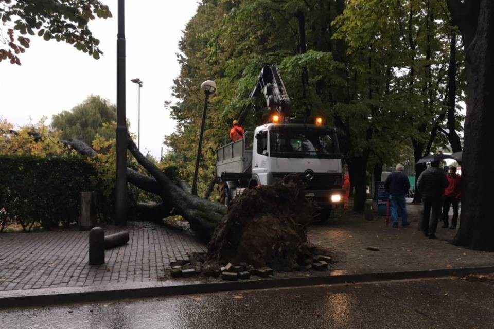 Ippocastano centenario cade a Lugano