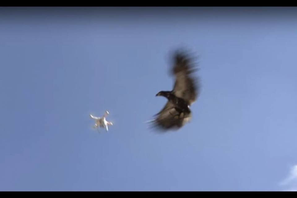 Ecco l'aquila anti-droni