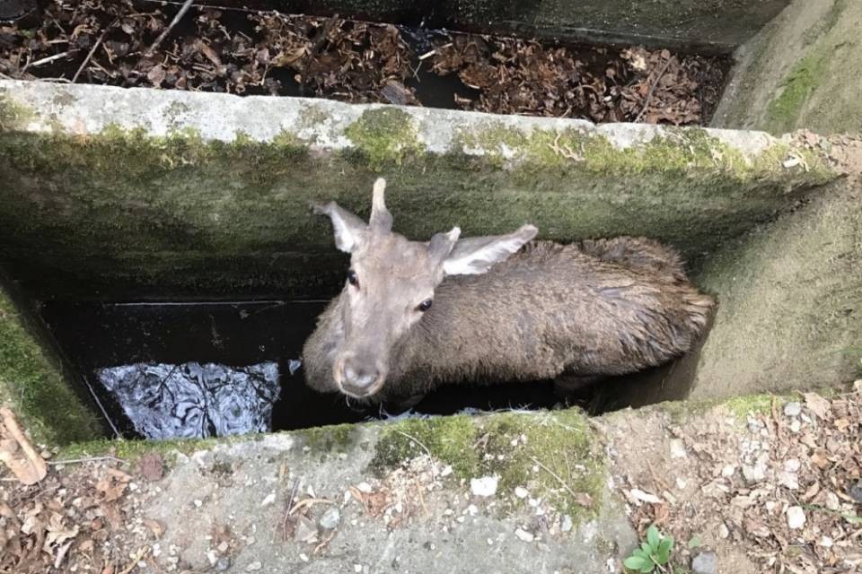 Salvato un cervo a Muzzano