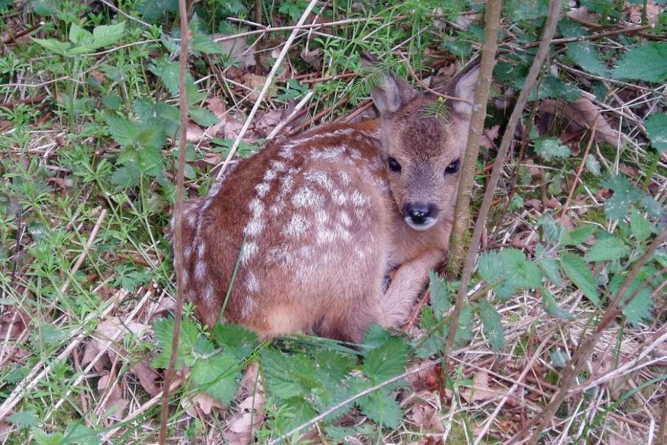 Droni per il salvataggio di cuccioli di capriolo