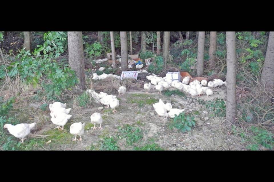 Le galline abbandonate saranno abbattute