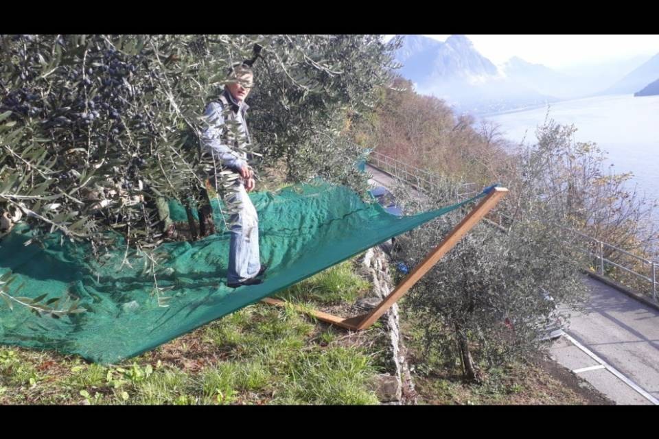 Gli asilanti hanno aiutato a produrre l’olio nuovo di Gandria