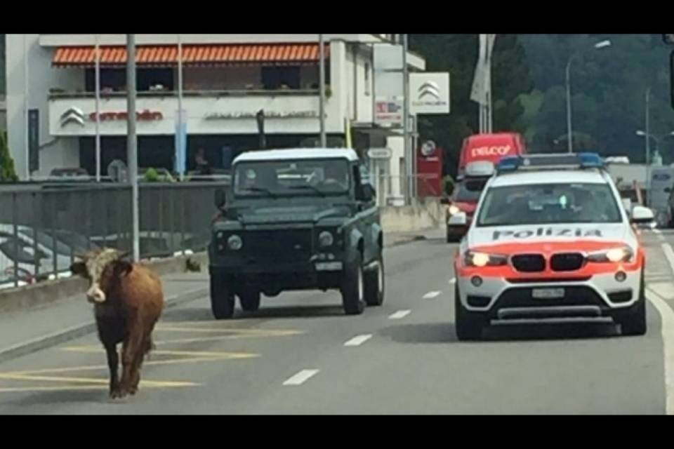 Traffico bestiale a Grancia, una mucca per strada!