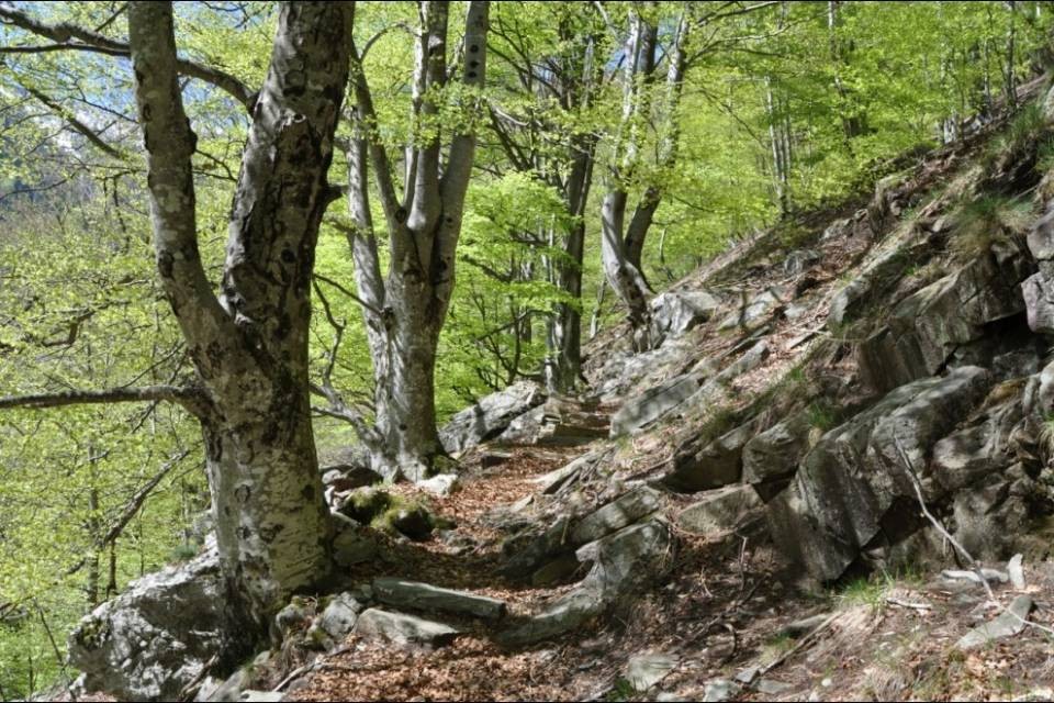 Una faggeta valmaggese candidata all'Unesco