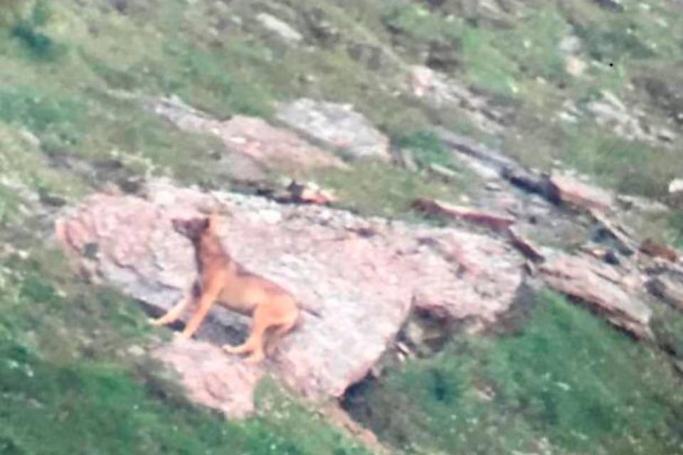 Il lupo colpisce ancora, sempre lo stesso gregge