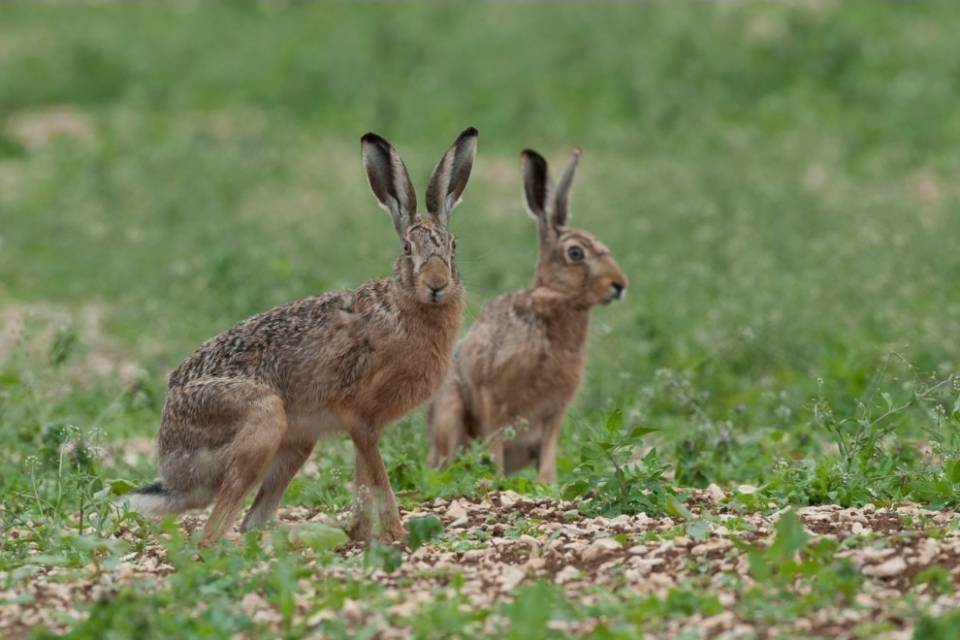 Al coniglio di Pasqua manca personale