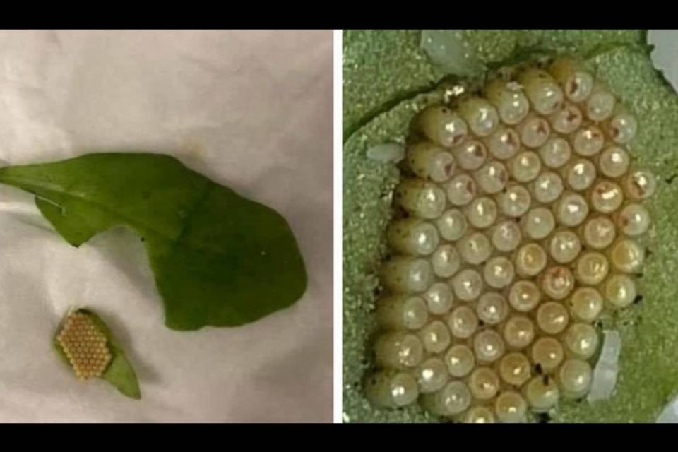 Grancia, uova di cimice nell'insalata: "Caso più unico che raro"