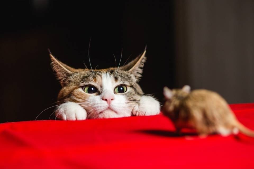 La malattia che rende i topi pazzi per i gatti