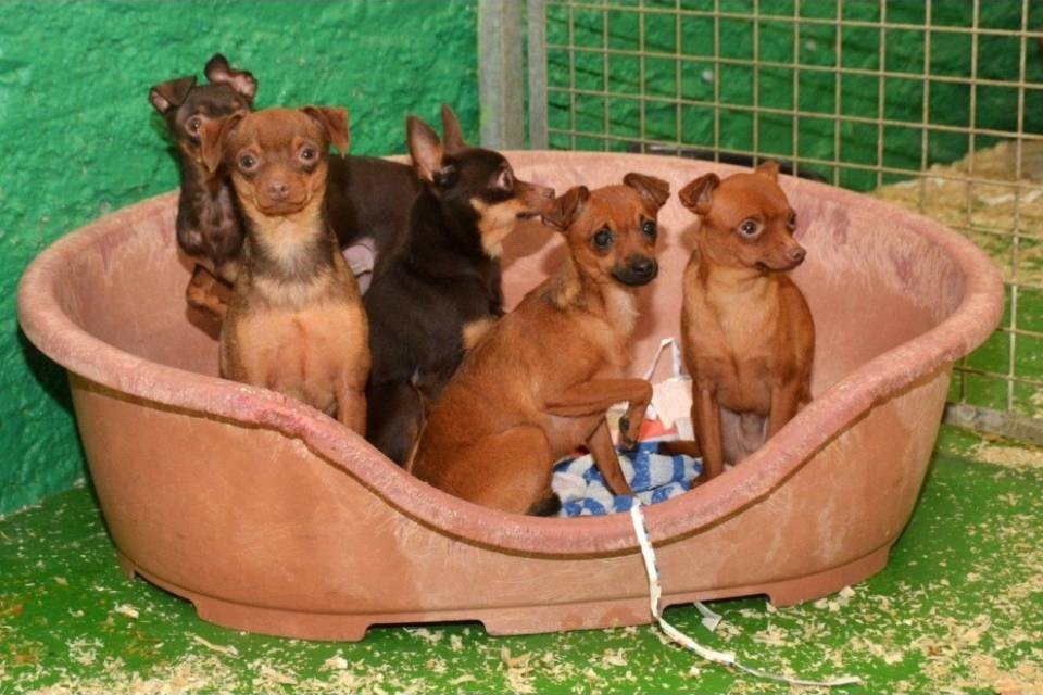Sequestrati 21 cani reclusi in un appartamento