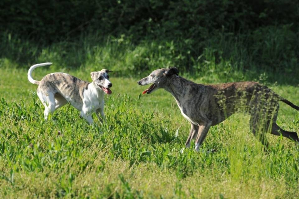 Lascia i suoi tre cani incustoditi: condannato