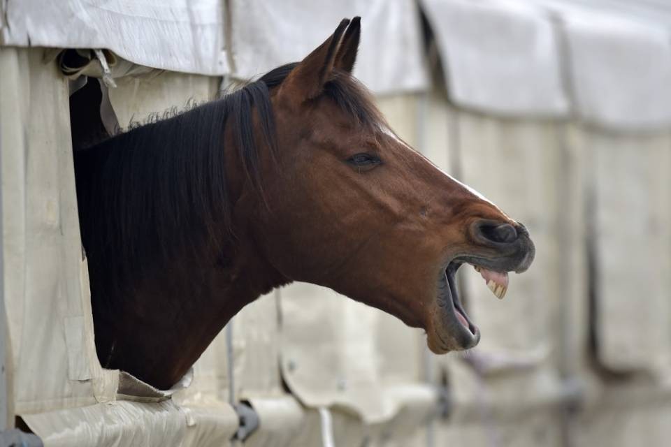 Sbalzato dal cavallo, è grave