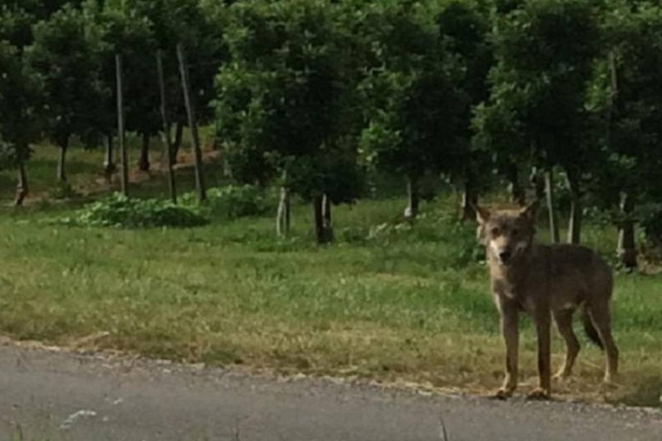 M75 si trova in Germania?