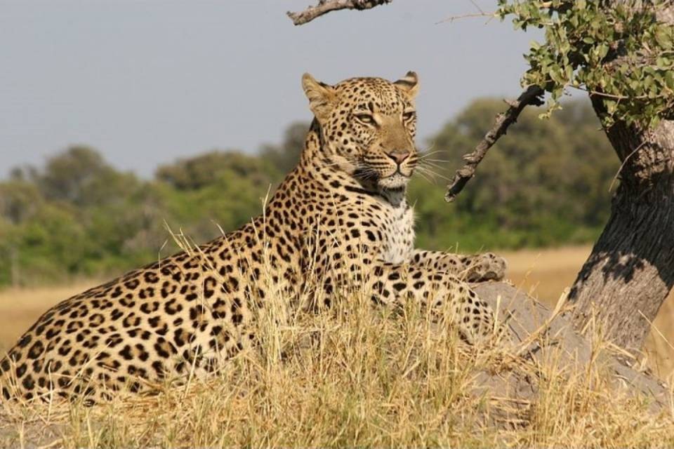 32enne svizzera uccisa da un leopardo