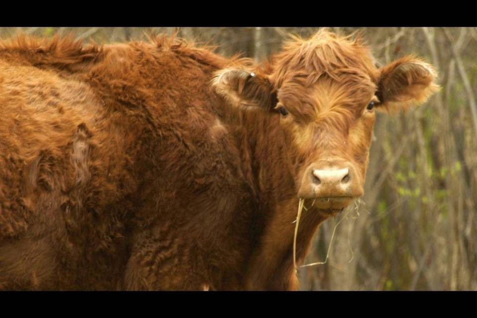 Mucca pazza: primo caso in Svizzera dal 2012