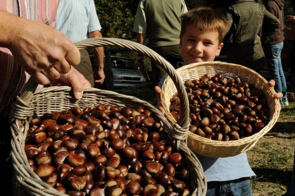 Quasi sparito il cinipide