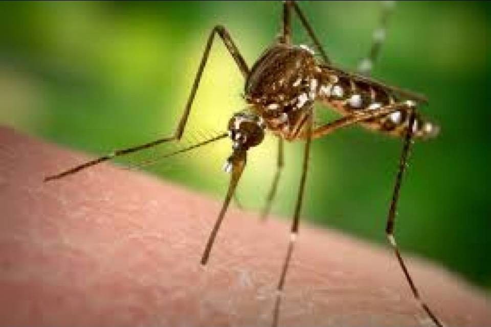 Zika: riscontrati 28 casi in Svizzera