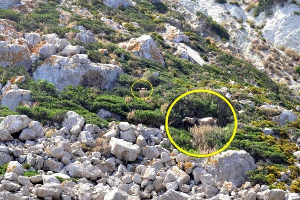 Cecchini contro capre su un isolotto vicino a Ibiza