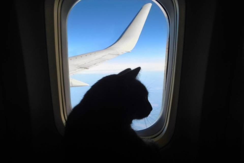 Beffa i controlli per portarsi il gatto oversize, ma viene scoperto
