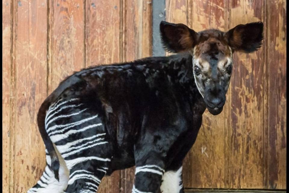 Nato un okapi allo zoo di Basilea