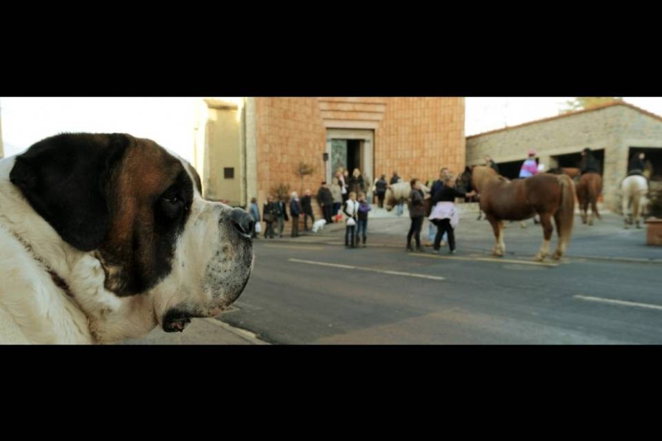 Sant’Antonio incontra gli animali